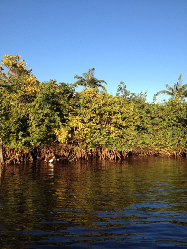 Florida mangroves